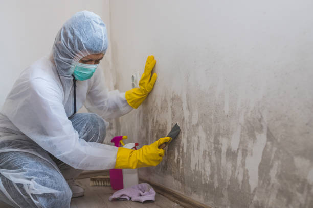 Best Office Mold Removal Services  in Linntown, PA