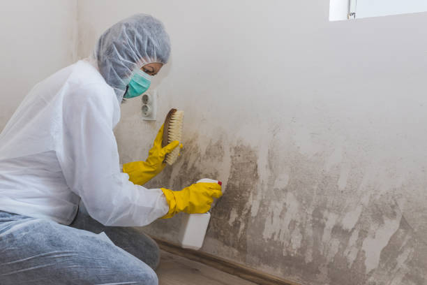 Best Crawl Space Mold Removal  in Linntown, PA