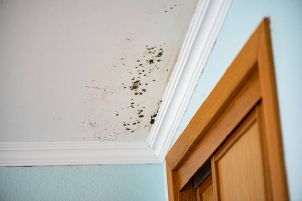 Crawl Space Mold Removal in Linntown, PA