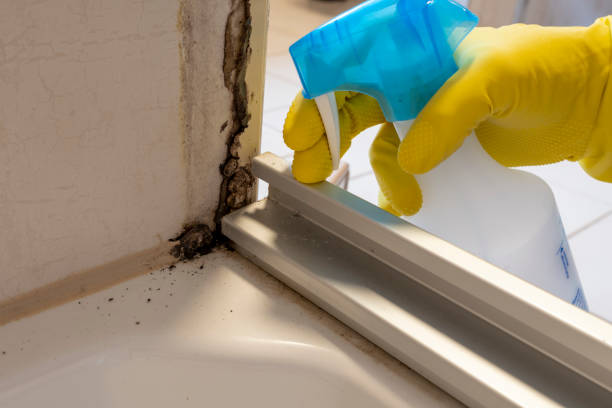 Best Mold Damage Repair  in Linntown, PA