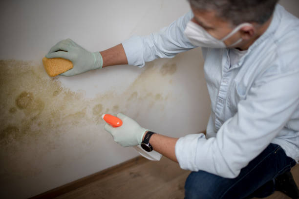 Best Mold Testing  in Linntown, PA