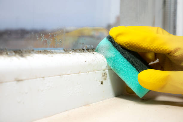 Home Mold Removal in Linntown, PA