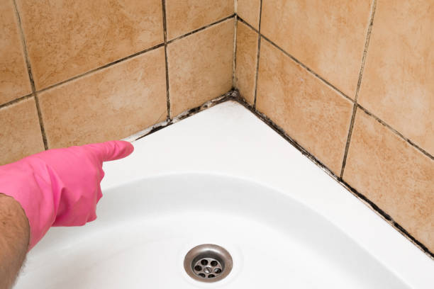 Best Professional Mold Removal  in Linntown, PA